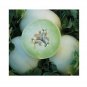 30 US SEEDS Honey Dew Green Flesh melon Cantaloupe