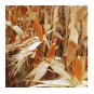 South American Yellow Popcorn aka Dynamite Heirloom 15 US Seeds