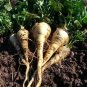 100 US Seeds Harris Model Parsnip Nutty