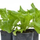 500 US seeds Black Seeded Simpson Loose Leaf Lettuce