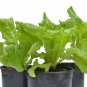 500 US seeds Black Seeded Simpson Loose Leaf Lettuce