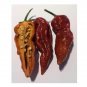 15 US seeds Ghost Pepper Guiness World Record Hot RARE Chocolate Brown Bhut Jolokia