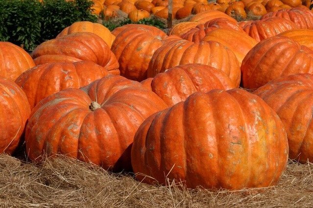 Big Max Giant Pumpkin 10 US seeds
