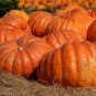 Big Max Giant Pumpkin 10 US seeds