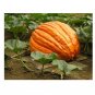 Big Max Giant Pumpkin 10 US seeds