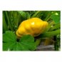 100 US Seeds Yellow Bush Scallops Summer Squash Golden Custard Patty Pan