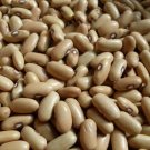 10 US seeds Arikara Yellow Bush Beans