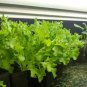 500 US Seeds Tango Lettuce Frilliest Loose Leaf