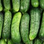25 US Seeds National Pickling Cucumber