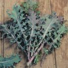 200 US Seeds Red Russian Kale
