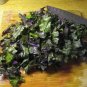 200 US Seeds Red Russian Kale