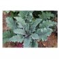 200 US Seeds Red Russian Kale