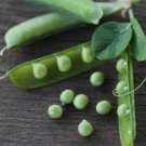 Peas Alaska MicroGreens 2900 US SEEDS