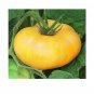 Brandywine YELLOW Tomato Rare 200 US Seeds