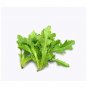 500 US seeds Oak Leaf Lettuce GREEN