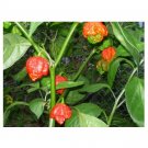 Trinidad Moruga Scorpion RED 1000 US Seeds
