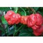 Trinidad Moruga Scorpion RED 1000 US Seeds