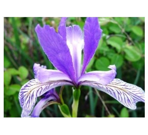 WILD BLUE IRIS FLOWER 25 US SEEDS FRESH