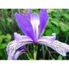 WILD BLUE IRIS FLOWER 25 US SEEDS FRESH