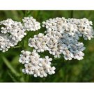 WHITE YARROW PERENNIAL FLOWER 200 US SEEDS FRESH