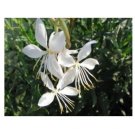GAURA lindheimeri FLOWERS 15 US SEEDS FRESH