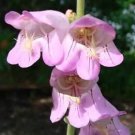 100 US SEEDS FRESH PENSTEMON PALMERI