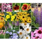 200 US SEEDS MIXED WILDFLOWER FRESH