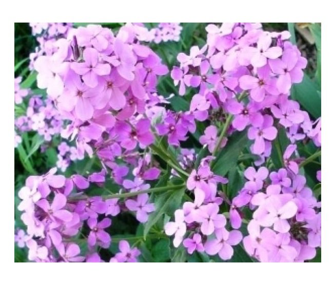DAME'S ROCKET SEEDS VIOLET 100 US SEEDS FRESH
