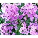 DAME'S ROCKET SEEDS VIOLET 100 US SEEDS FRESH