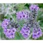 LACY PHACELIA 100 US SEEDS FRESH PHACELIA TANACETIFOLIA
