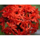 MALTESE CROSS 100 US SEEDS FRESH