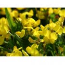 100 US SEEDS FRESH BIRDS FOOT TREFOIL