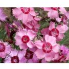 COTTAGE PINKS SEEDS 50 US SEEDS FRESH