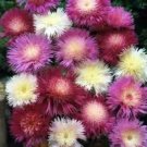SWEET SULTAN IMPERIALIS MIX 50 US SEEDS FRESH AMBERBOA MOSCHATA