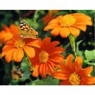 MEXICAN TORCH SUNFLOWER 25 US SEEDS FRESH