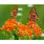 BUTTERFLY WEED ASCLEPIAS TUBEROSA 25 US SEEDS FRESH