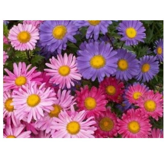 50 US SEEDS SINGLE MIX ASTER FLOWER
