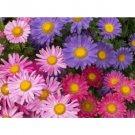 50 US SEEDS SINGLE MIX ASTER FLOWER