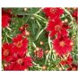 PLAINS COREOPSIS TALL RED FLOWER 100 US SEEDS FRESH