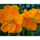 COSMOS TALL ORANGE FRESH FLOWER 30 US SEEDS