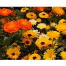 CALENDULA PACIFIC BEAUTY MIX 50 US SEEDS FRESH