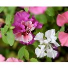 CLARKIA FLOWER 100 US SEEDS FRESH PINK LAVENDER WHITE