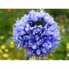 GLOBE GILIA BLUE 100 US SEEDS FRESH