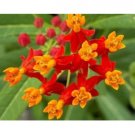 50 US SEEDS BLOOD FLOWER SUNSET MEXICAN MILKWEED FRESH