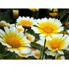 GARLAND DAISY FLOWERS 100 US SEEDS FRESH