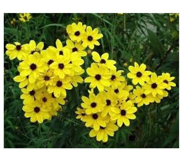 COREOPSIS GOLDEN WAVE TICKSEED 100 US SEEDS FRESH