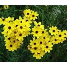 COREOPSIS GOLDEN WAVE TICKSEED 100 US SEEDS FRESH