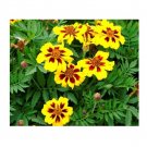 75 US SEEDS FRESH FRENCH MARIGOLD DAINTY MARIETTA DWAR
