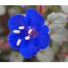 CALIFORNIA BLUEBELL FLOWER 50 US SEEDS FRESH