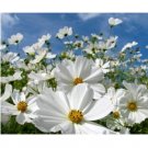 30 US SEEDS FRESH FLOWER COSMOS PURITY